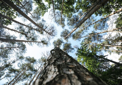 Producción forestal en el Uruguay: balance y perspectivas