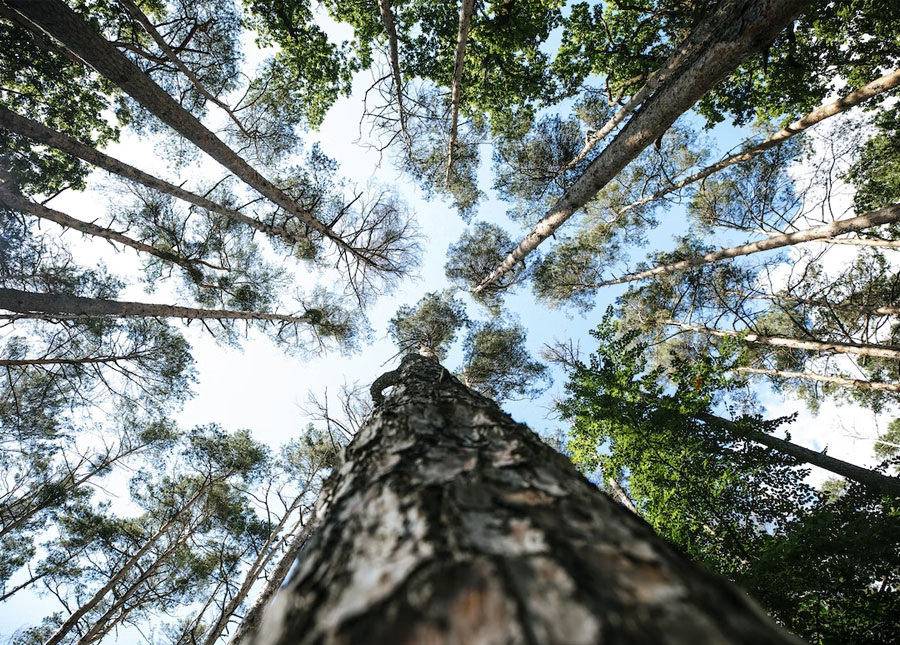 Producción forestal en el Uruguay: balance y perspectivas